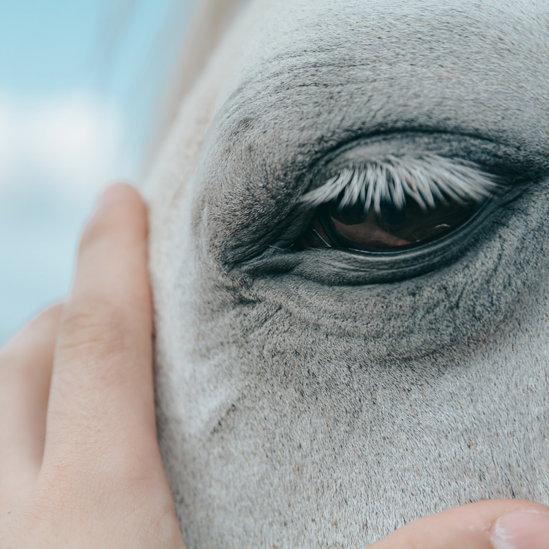 ManeNTail_EU's tweet photo. 🐴 Discover the insightful world of Dr. David Ramey, a renowned equine veterinarian with a passion for horse health and welfare. 

With over 30 years of experience, he's a sought-after speaker and author of numerous books and articles on equine healthcare. 

#DrDavidRamey https://t.co/YiCKhGecwU