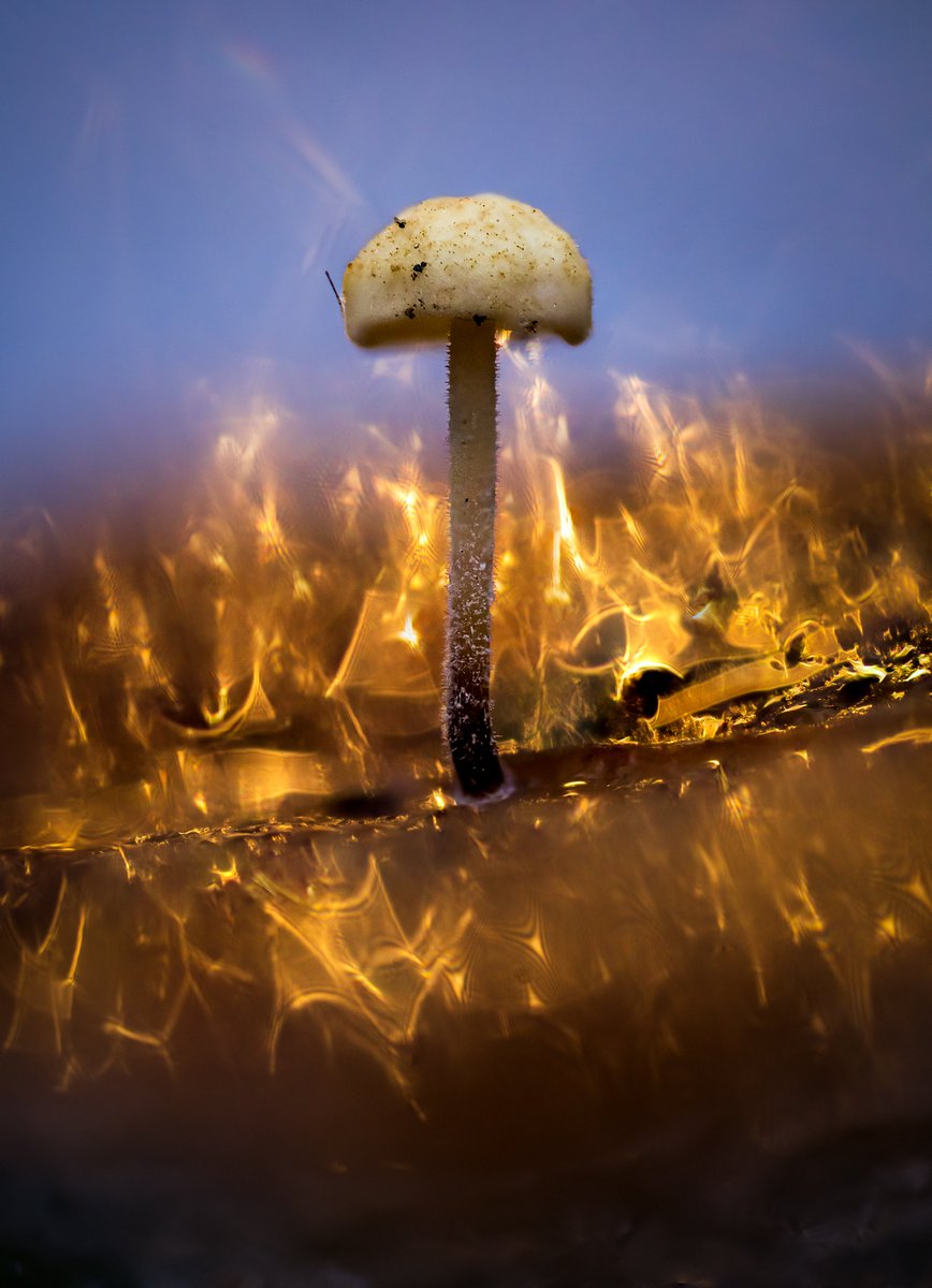 Firestarter

This mushroom is just 3mm tall, I photographed it upon a leaf in my garden, the light looks like flames!

hand held focus stack, natural light

OM-1 and 90mm macro lens by OM System
<a href="/OMSYSTEMcameras/">OM SYSTEM Cameras</a> 
<a href="/BBCEarth/">BBC Earth</a> 
<a href="/NatGeo/">National Geographic</a> 

#firestarter #mushrooms #NaturePhotography