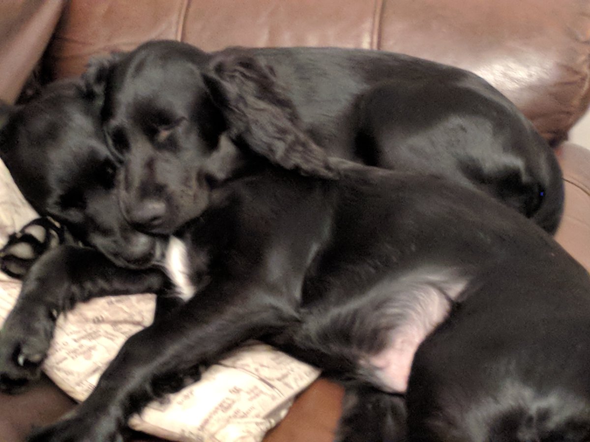 noelgaughan's tweet photo. Dog nap time https://t.co/9LmJ5oByyi