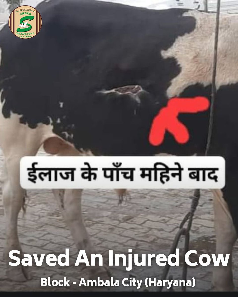 GreenSwelfares's tweet photo. Kudos to the compassionate Shah Satnam Ji Green 'S' Welfare Force Wing volunteers for their swift action in rescuing an injured🐄cow and providing essential medical care. Their dedication to animal welfare shines great.  #AnimalRescue #AnimalWelfare #DeraSachaSauda https://t.co/dA5QsYxFpC