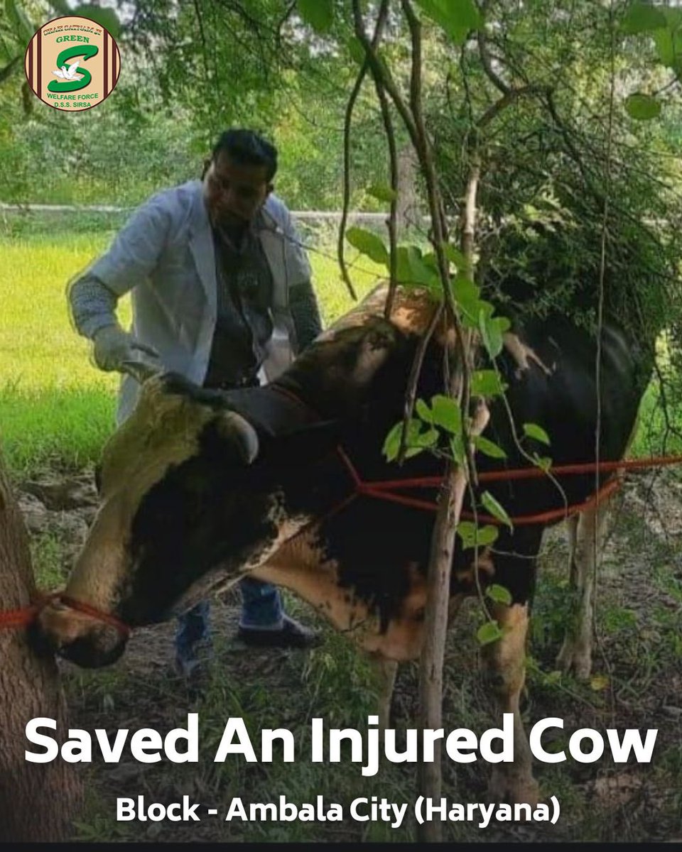 GreenSwelfares's tweet photo. Kudos to the compassionate Shah Satnam Ji Green 'S' Welfare Force Wing volunteers for their swift action in rescuing an injured🐄cow and providing essential medical care. Their dedication to animal welfare shines great.  #AnimalRescue #AnimalWelfare #DeraSachaSauda https://t.co/dA5QsYxFpC
