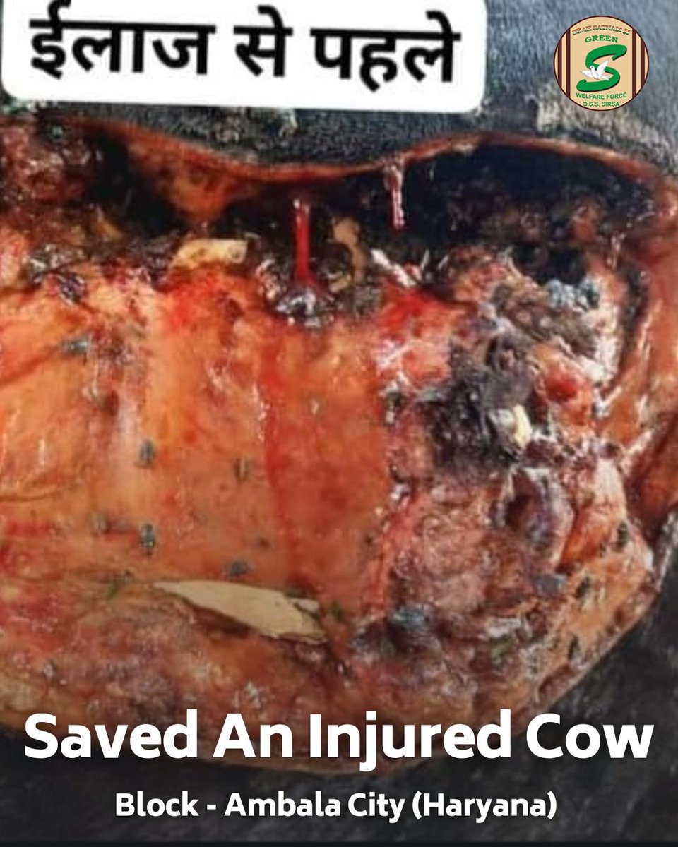 GreenSwelfares's tweet photo. Kudos to the compassionate Shah Satnam Ji Green 'S' Welfare Force Wing volunteers for their swift action in rescuing an injured🐄cow and providing essential medical care. Their dedication to animal welfare shines great.  #AnimalRescue #AnimalWelfare #DeraSachaSauda https://t.co/dA5QsYxFpC
