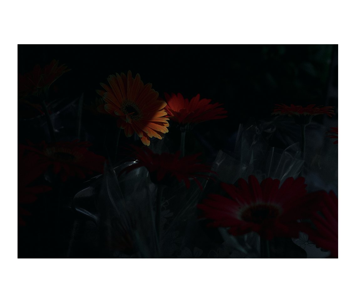 __moaf__'s tweet photo. Flowers &amp; Plastic    
#fineartphotography #memories #ShadowsofYou #poetry #memories_of_a_forgetful https://t.co/qRBaZlnM6i
