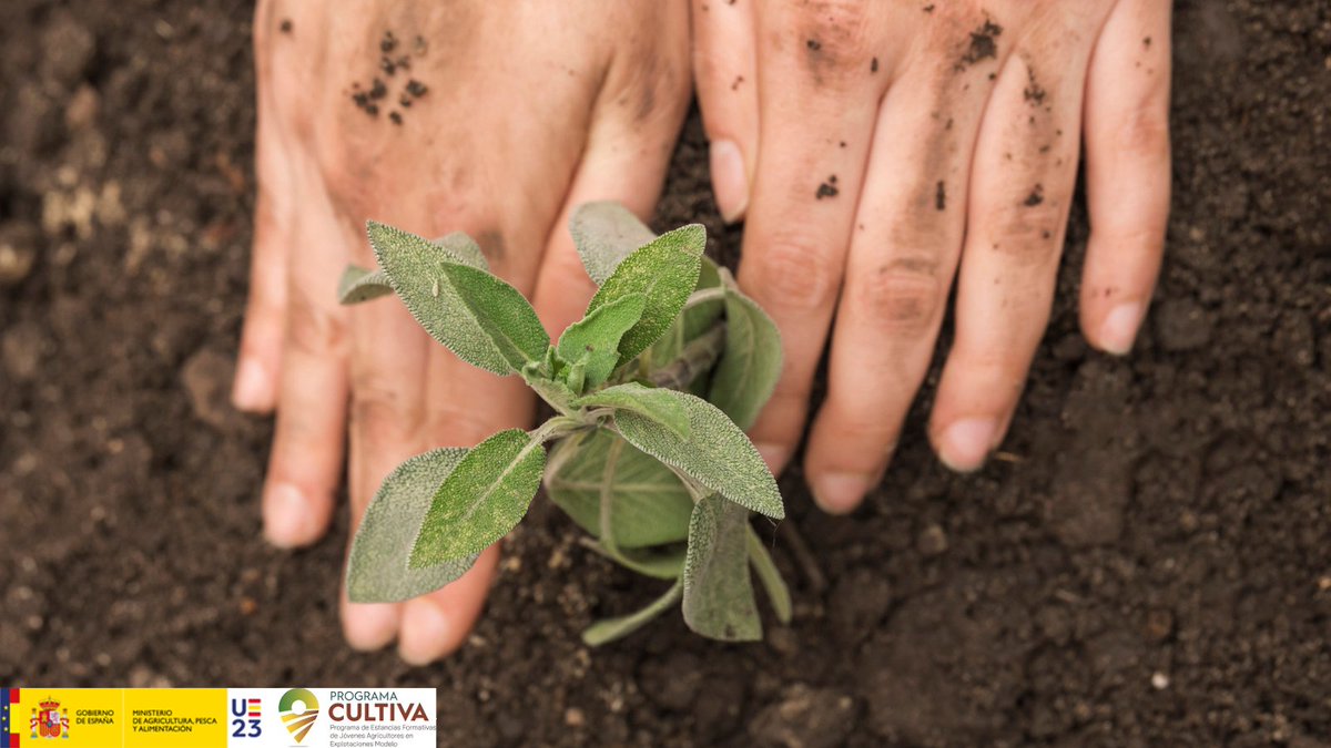 gobmapa's tweet image. 📍¡Feliz #DíaMundialDeLaAgricultura!

Hoy agradecemos a los agricultores👩🏽‍🌾👨🏽‍🌾 su esfuerzo y labor, incluyendo el #ProgramaCULTIVA para formar a nuestros jóvenes.

✅ Más sobre #ProgramaCULTIVA: bit.ly/3oASSiZ

#Agricultura #GraciasAgricultores