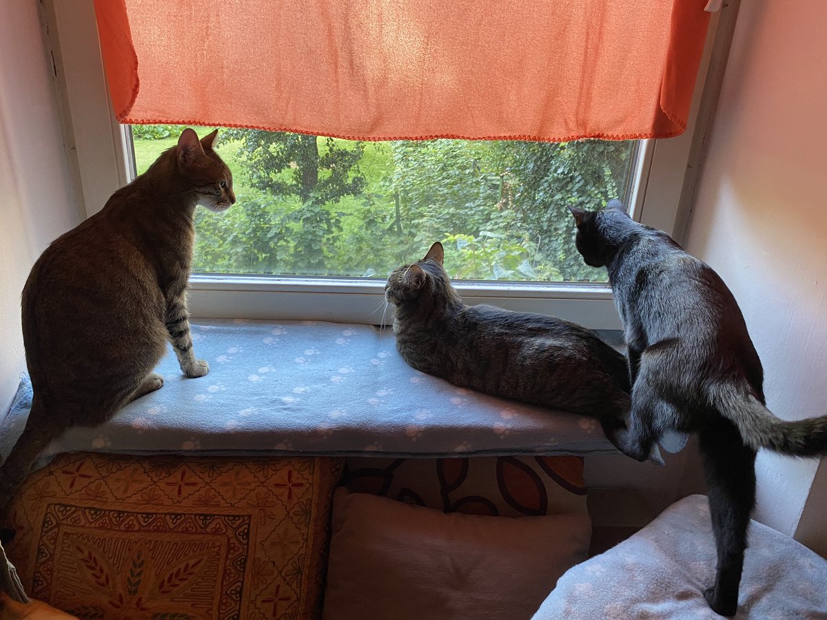 Happy Friday pals!🐾 Waiting for the birdies! No idea where they are today 🙀 #cats #blackcats #BlackCatsofTwitter #blackcatsofx #tabbycats #tabbycatsoftwitter #tabbycatsofx #catsofx #xcats #twittercats #birds #birdwatching #window #kitties #friday