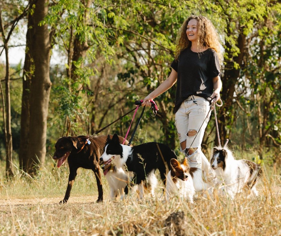 fittrend's tweet photo. Today is National Dog Walker Appreciation Day! Celebrate by walking your dog. Don't have a dog? Then, use this day to go for a walk and get some exercise! #NationalDogWalkerAppreciationDay #DogWalkerAppreciationDay #NationalDogWalkerDay #DogWalkerDay https://t.co/1hFylUWCtq https://t.co/xI1RFRbGt6