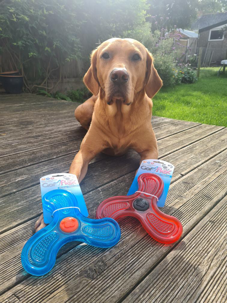 GorPets's tweet image. 🐶 Meet Dougie, the Fox Red Lab, soaring high with our Flying Frisbees! 🚀 Who&apos;s ready to catch some fun? 🐾 #DoggoDelight #FetchFun #GorPets #FrisbeeFrenzy
