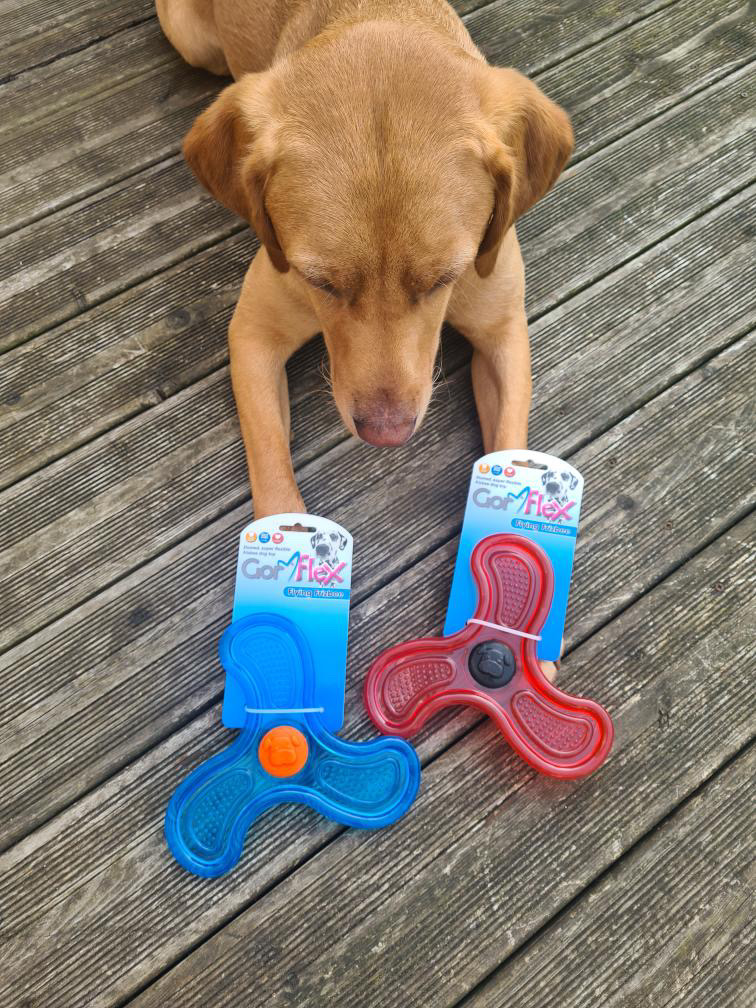 GorPets's tweet image. 🐶 Meet Dougie, the Fox Red Lab, soaring high with our Flying Frisbees! 🚀 Who&apos;s ready to catch some fun? 🐾 #DoggoDelight #FetchFun #GorPets #FrisbeeFrenzy