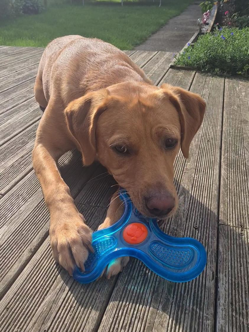 GorPets's tweet image. 🐶 Meet Dougie, the Fox Red Lab, soaring high with our Flying Frisbees! 🚀 Who&apos;s ready to catch some fun? 🐾 #DoggoDelight #FetchFun #GorPets #FrisbeeFrenzy