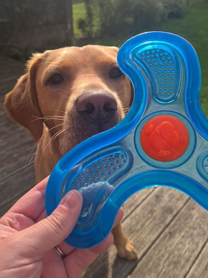 GorPets's tweet image. 🐶 Meet Dougie, the Fox Red Lab, soaring high with our Flying Frisbees! 🚀 Who&apos;s ready to catch some fun? 🐾 #DoggoDelight #FetchFun #GorPets #FrisbeeFrenzy