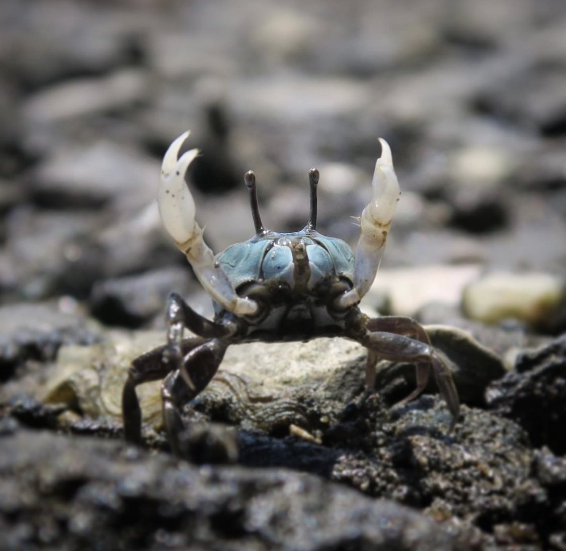 🦀 Crab Of The Day 🦀 tweet media
