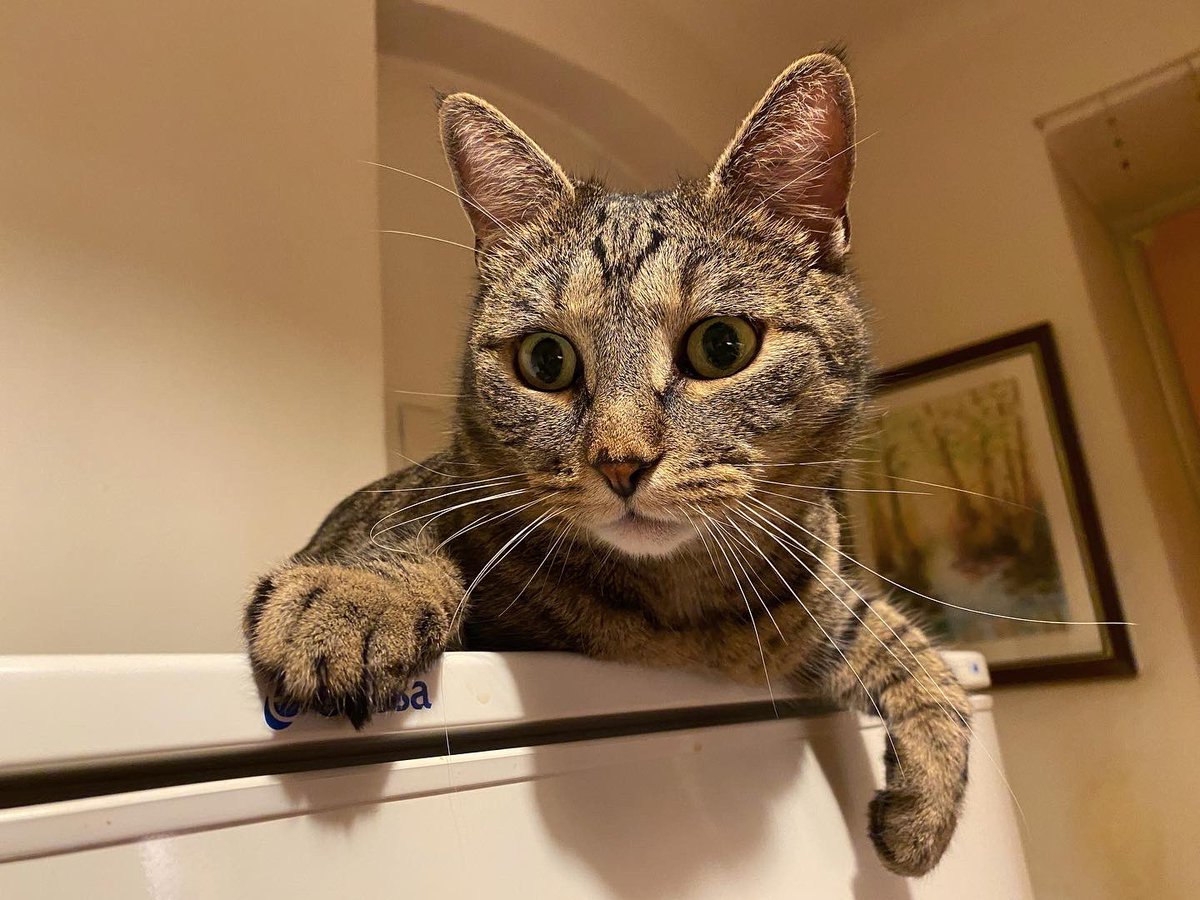 The MewDiaries tweet media