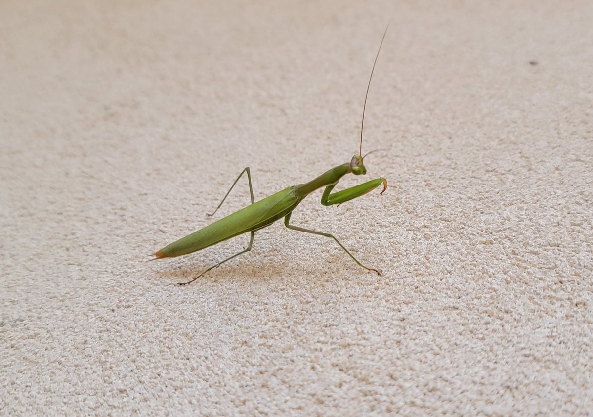 Anthony Grisillo tweet media