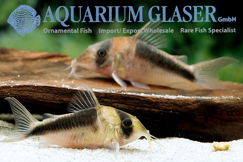 aquariumglaser's tweet photo. #Corydoras sp. #CW89/#CW106
find more details and pics @ https://t.co/kgExUnvbBk https://t.co/6iirT7gtgL