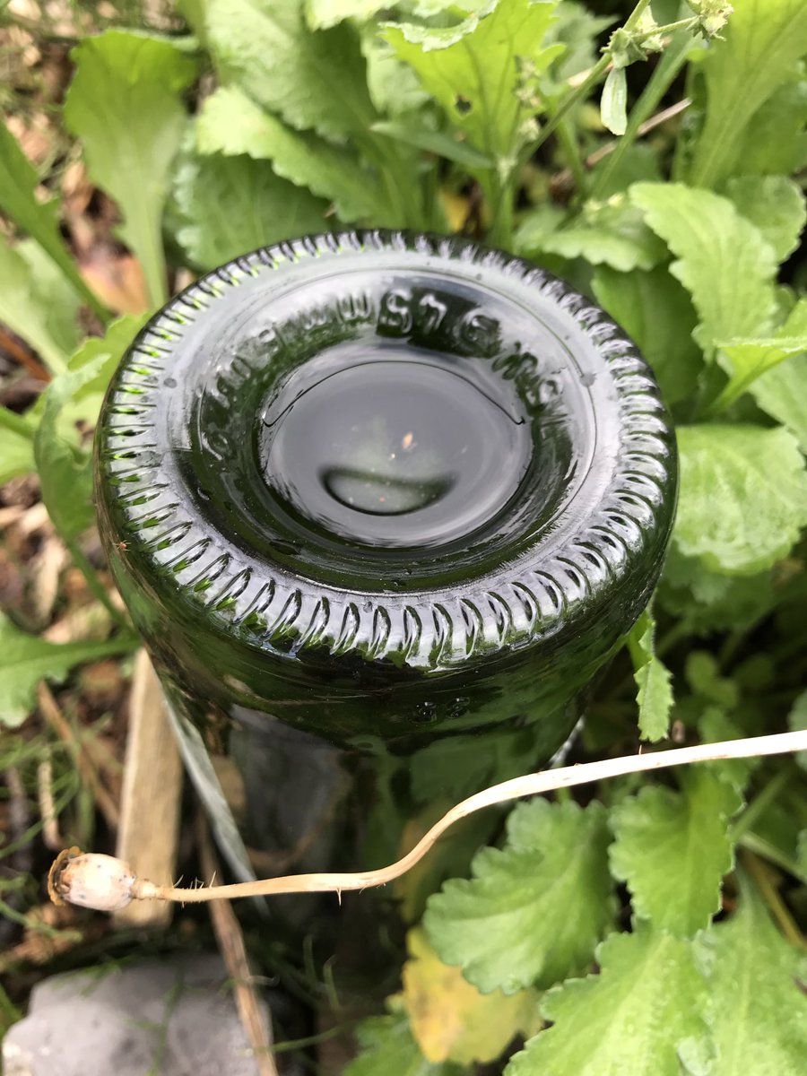 seed_ball's tweet photo. An upturned bottle, can also hold a small reserve of water for insects to drink from. Add a stone for them to balance on. #SeptemberHeatwave https://t.co/yVoXIbj3gZ