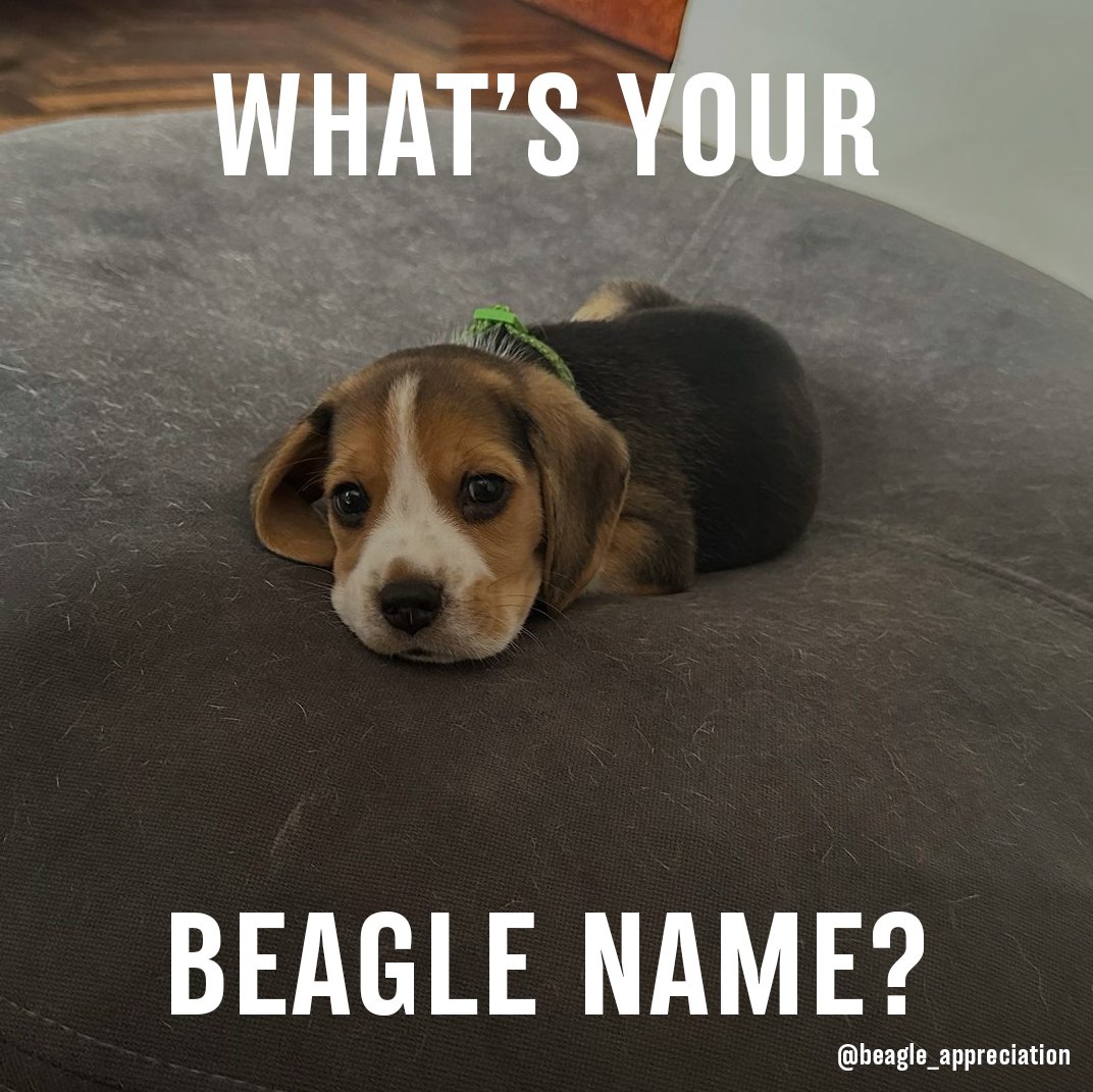 Beagle Addict tweet media