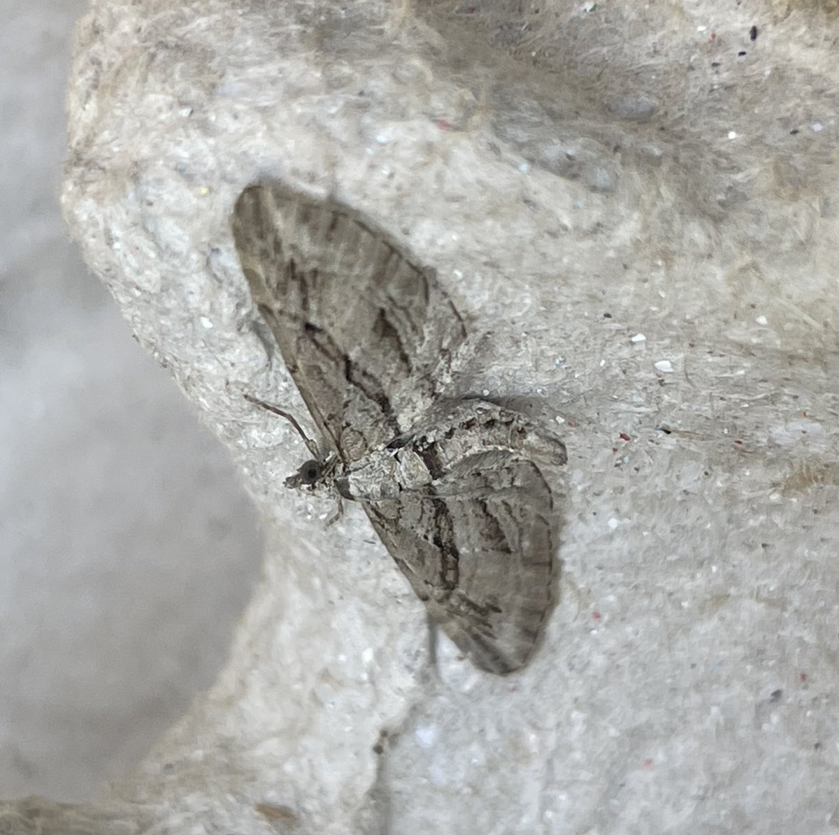 GarryNobbs's tweet photo. I had another good haul last night.  25 species.    I caught my first Cypress Pug and Old Lady moths.  Also pictured are Frosted Orange and Large Thorn. https://t.co/Ra32E6HFjo