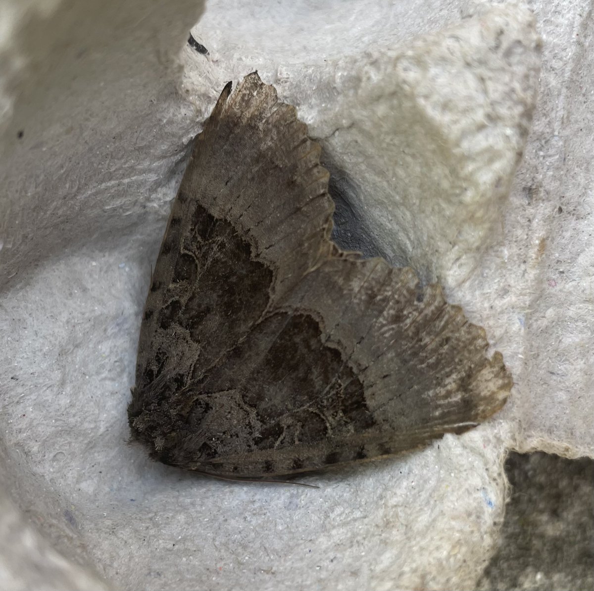 GarryNobbs's tweet photo. I had another good haul last night.  25 species.    I caught my first Cypress Pug and Old Lady moths.  Also pictured are Frosted Orange and Large Thorn. https://t.co/Ra32E6HFjo