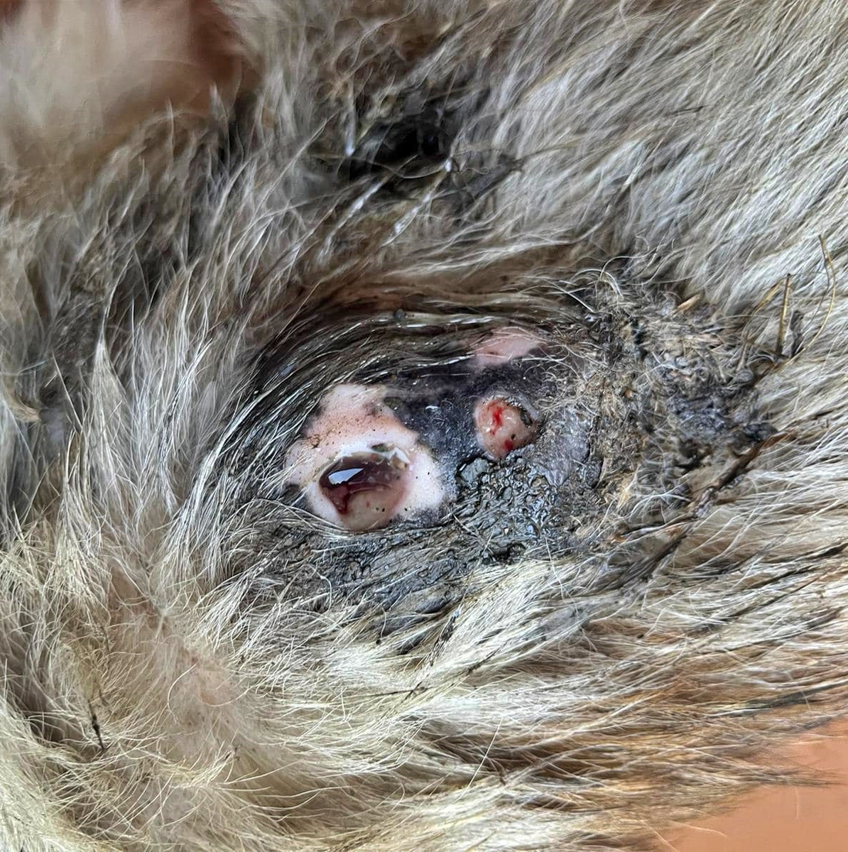 La conoces?? Sabes de quién es??

Encontrada en BULLASO (Illano) #Asturias.
Esta hembrita muy muy mayor. Llena de tumores, en unas condiciones higiénicas pésimas y por supuesto sin chip.

No le cabe una pulga y una garrapa más en todo el cuerpo. 
Tiene un agujero enorme de un