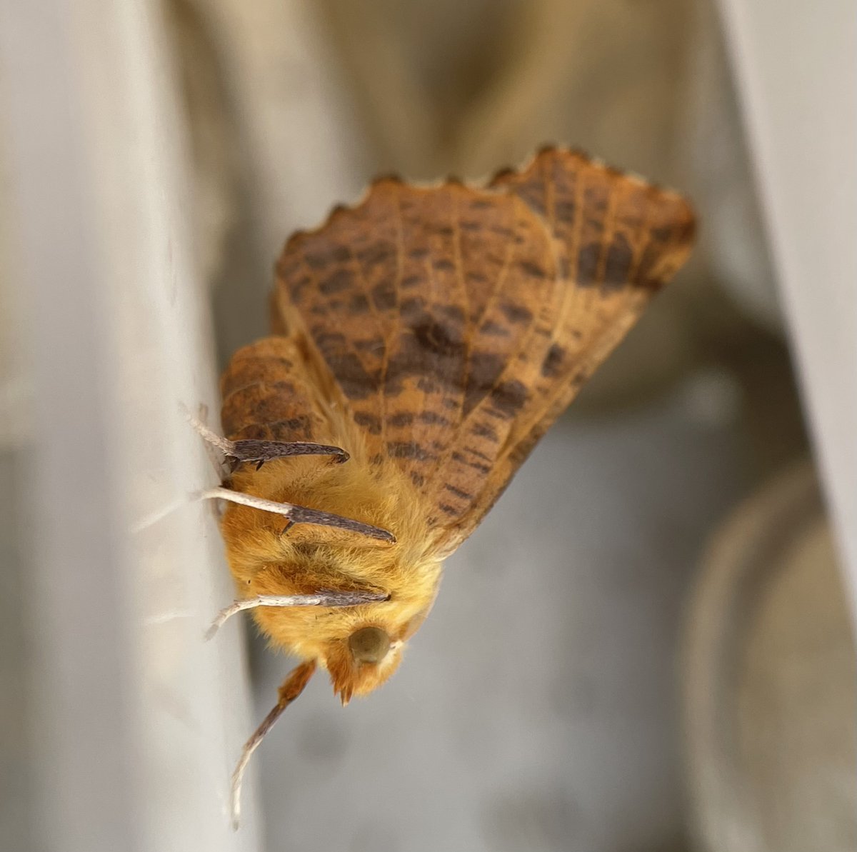 GarryNobbs's tweet photo. I had another good haul last night.  25 species.    I caught my first Cypress Pug and Old Lady moths.  Also pictured are Frosted Orange and Large Thorn. https://t.co/Ra32E6HFjo
