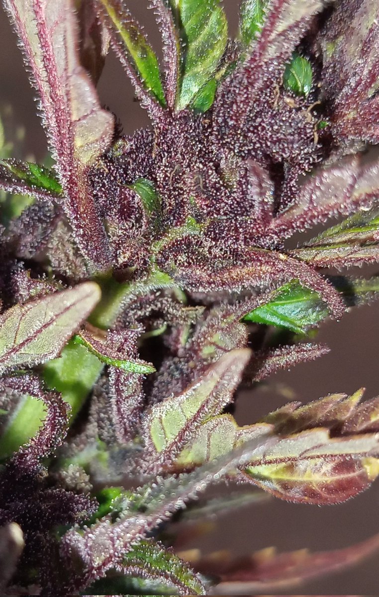 EdweedOfficial's tweet photo. ANTHOCYANE...!!!🙈🙊🙉
😈😈😈😈😈😈
#edweed #thc #cannabisindustry #CannabisCommunity #974
#WeedLovers #cannabisgrower #420 #weedlife #cannabisculture #edweedunity #hemp #kush https://t.co/ypCU2LehO1