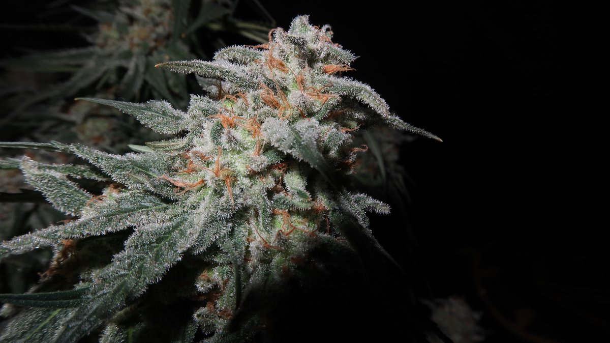 CG_Grow's tweet photo. When to chop? We’ve learned breeder specifications can have so many caveats.  When do you chop? 

Orange Cream by Walipini Seeds: Flowered fully under the SE5000 by SpiderFarmer #commongroundonline #spiderfarmer #SE5000 https://t.co/F5KTBOZA48