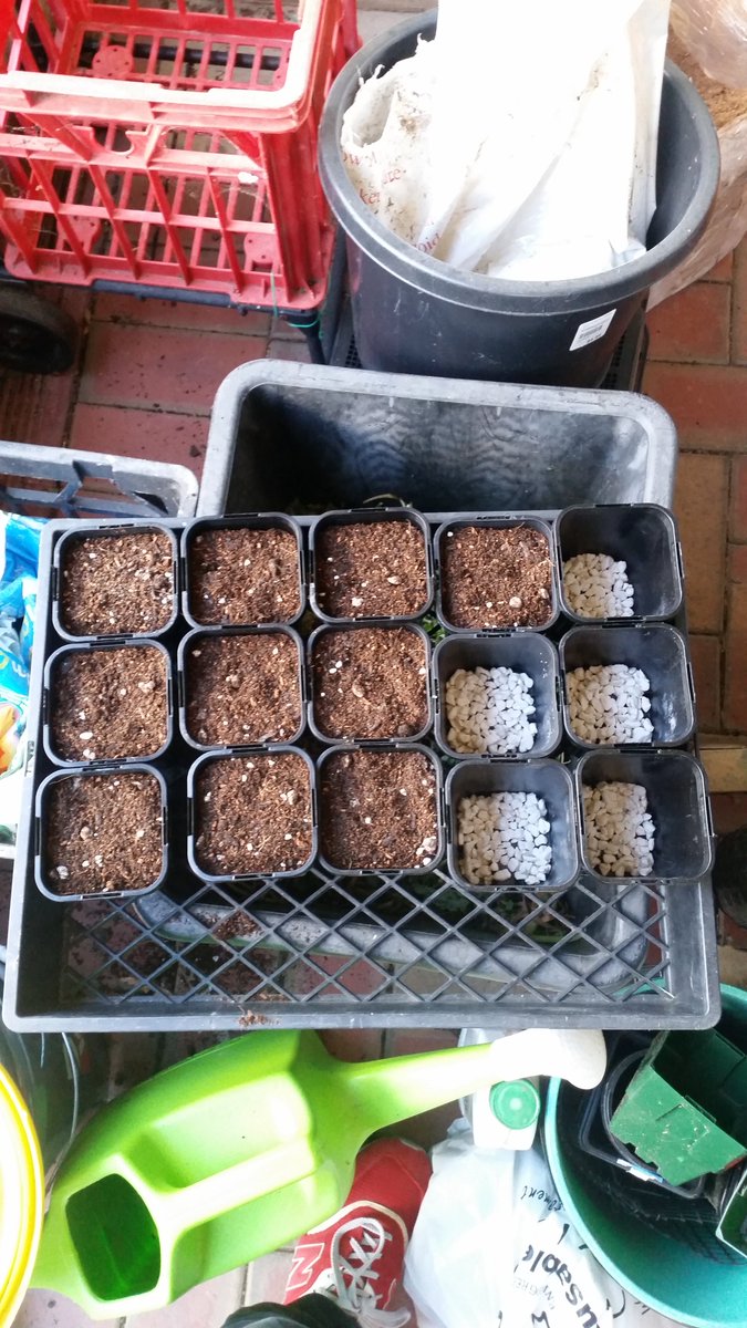 Getting ready for outdoor season!! Woop Woop!! 
This is how I set mine up, a layer of Coarse Perlite on the bottom of each pot then fill em up with a Soil/Coco/Fine Perlite mix. Can't over water it this way, no sir!! 😏
#cannabisgrower