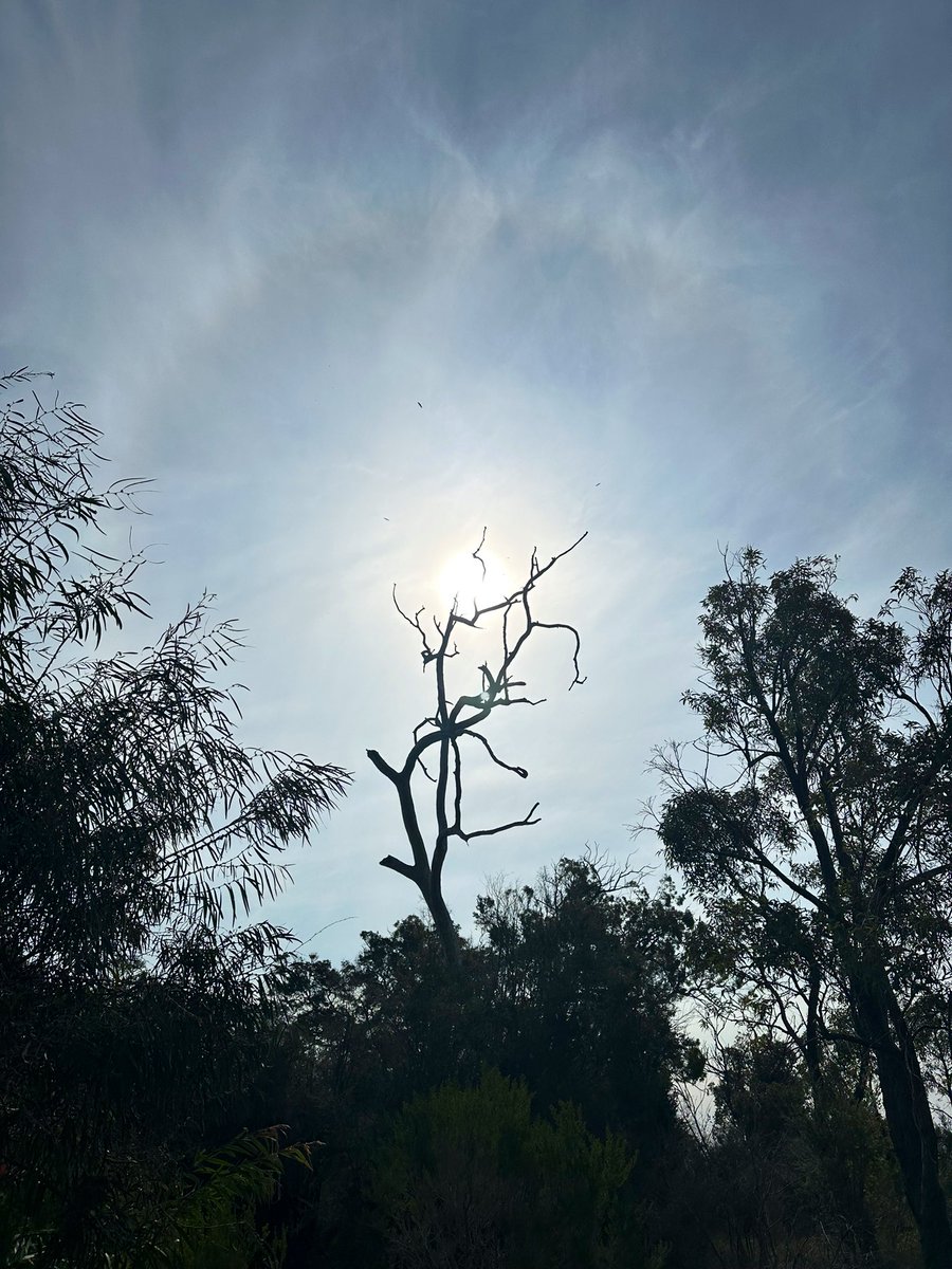 BunburyWeather's tweet photo. @weather_wa @baxlex @speedbird020 @coffeevanishere @perthovalman @RKMac65 @ManjitK6987 @WendyBirdOZ @sivideoaviation @Sparrow_65 @drstip @Barnsy_Lisa @Richard_Kreider @paulmp @ImTheOnlyAstro @2017Ferret @BigV2011WCE @Rob_lebob @aussie_robbob @N8aviation @perthobs @BOM_WA Nice Halo around the sun down here #Australind https://t.co/SQ69v7uM4O