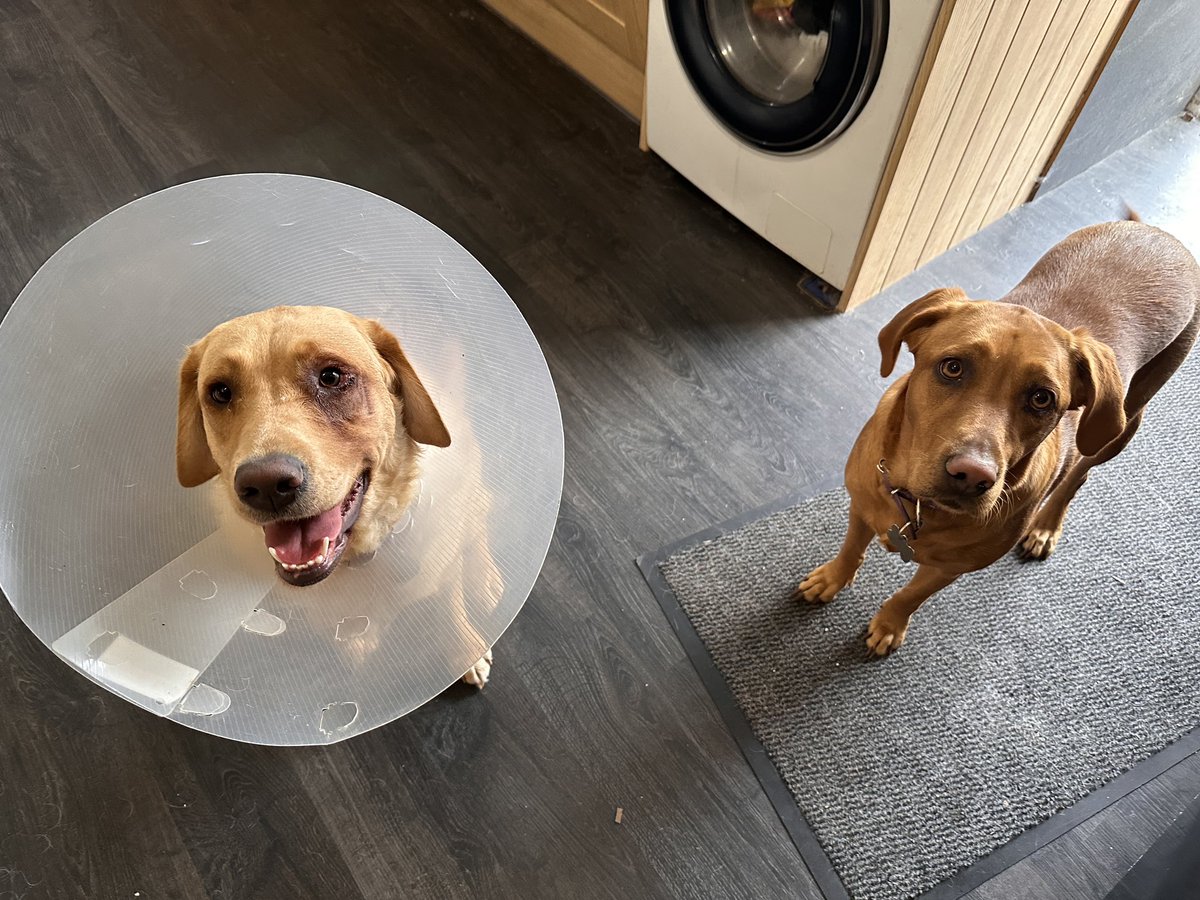 Honoured to be selected as <a href="/iamjonnylong/">Jonny Long</a>’s first agonee on <a href="/EscapeCycling/">Escape Collective</a> 
I do want another bike, another dog? How can I add to perfection?