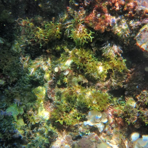 Dictyota. 🍀

#underwaterphoto
#phycologyfriday
#AdriaticSea