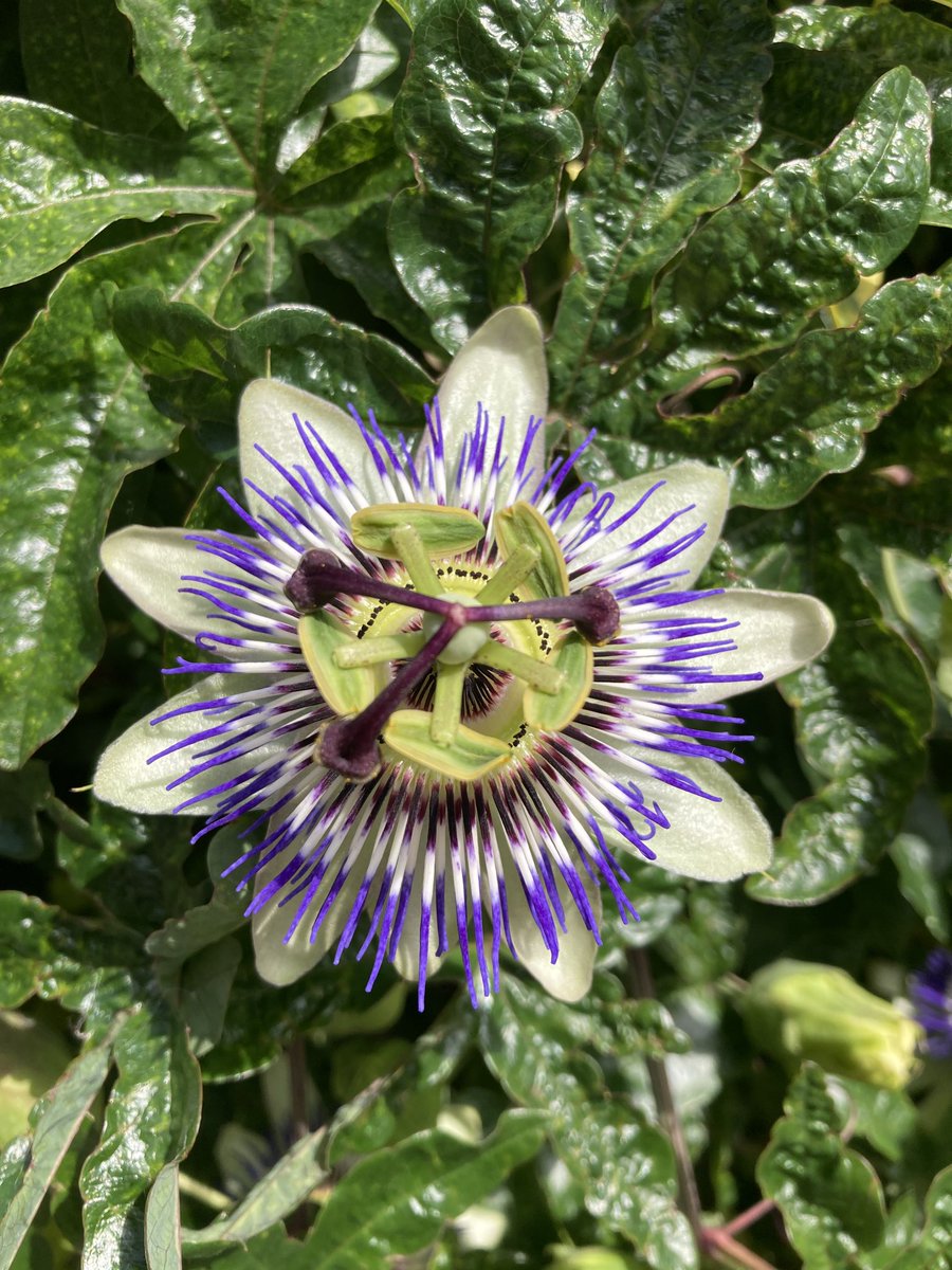 Karine Polwart tweet media