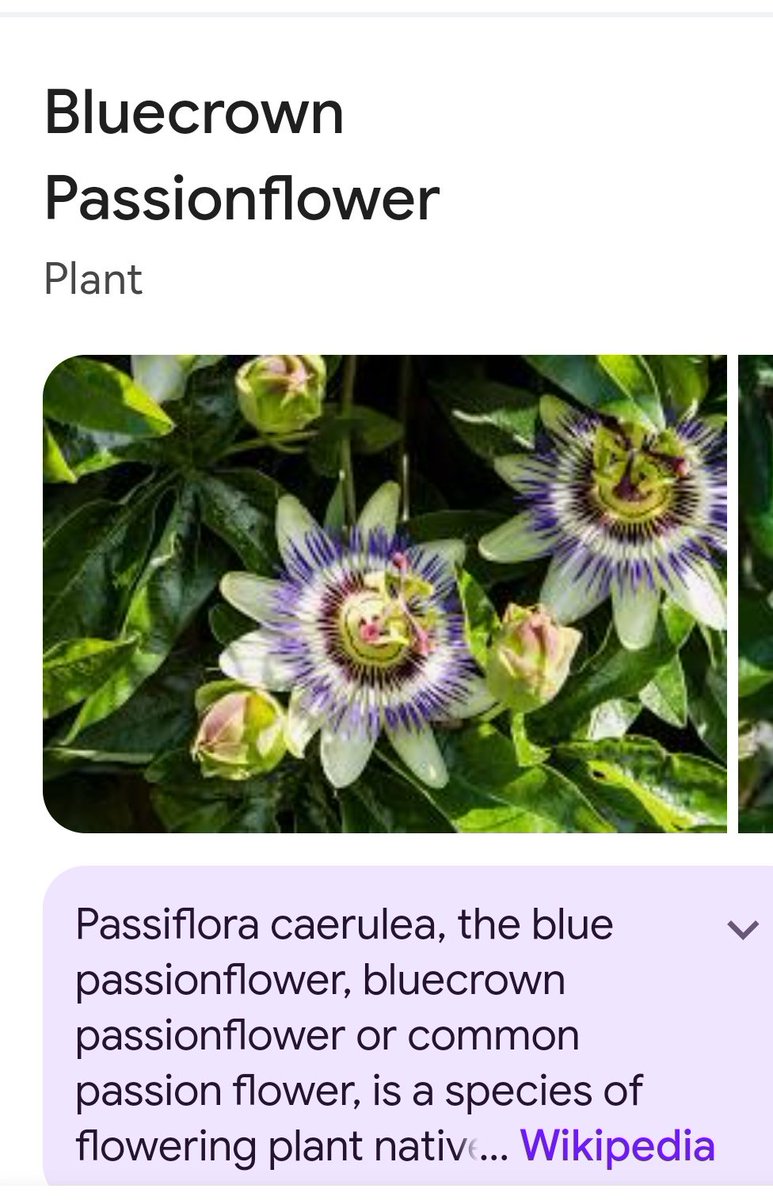 Helen Hogg tweet media