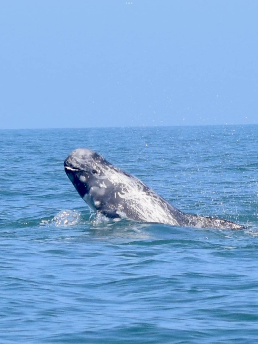 #rissosdolphins around #anglesey captured magnificently by <a href="/antgalley/">Anthony</a> 
#wales 
instagram.com/p/Cw5EW_vMJ8L/…