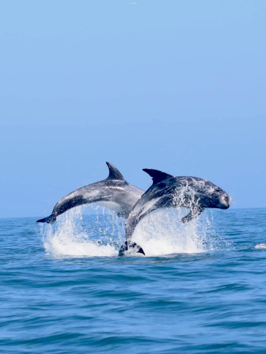 angleseyisland's tweet photo. #rissosdolphins around #anglesey captured magnificently by @antgalley 
#wales 
https://t.co/sqvILez15T https://t.co/R5zeGFhPEd