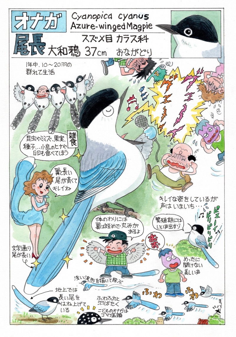 今日のオマケは「オナガ」。