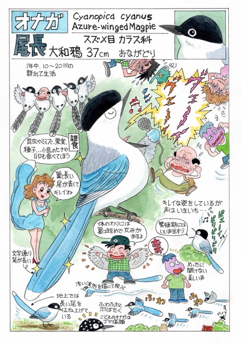 今日のオマケは「オナガ」。