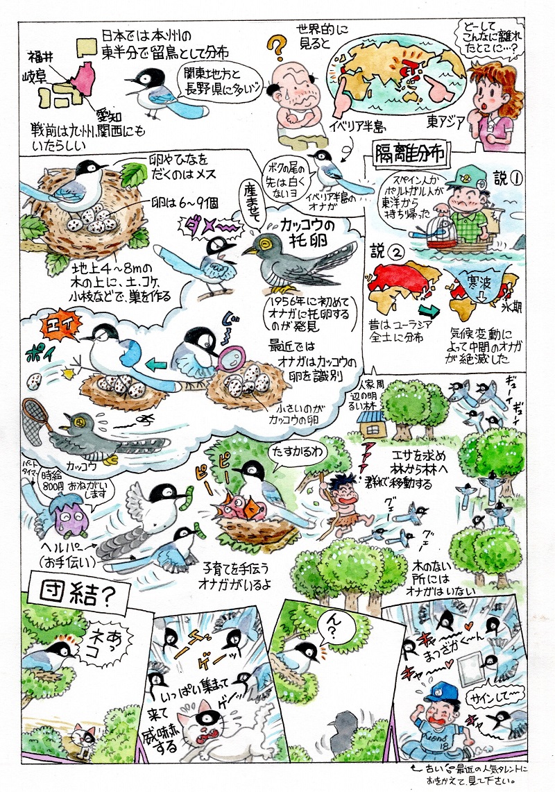 今日のオマケは「オナガ」。