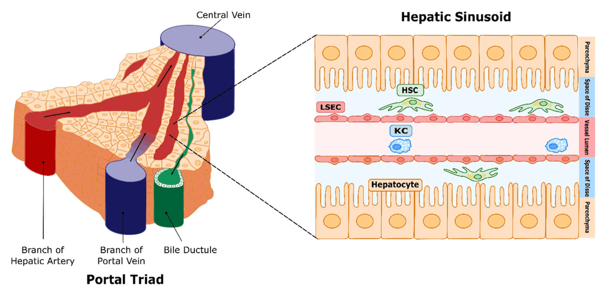 Liver Bioservices tweet media