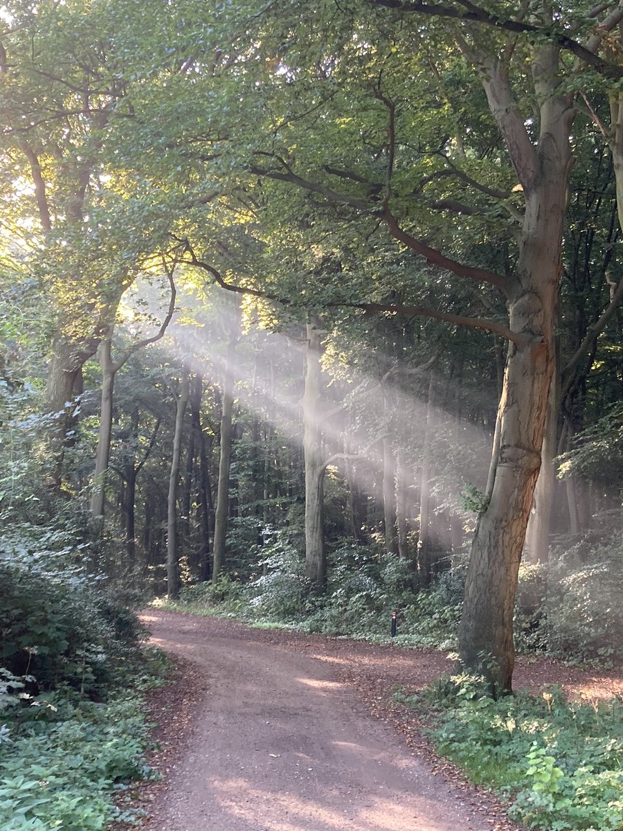 Als men het Staelduinse bos nog mooier wil maken. #regiokuststreek <a href="/ZHLandschap/">Zuid-Hollands Landschap</a> <a href="/Bezoek_westland/">Bezoek Westland</a>