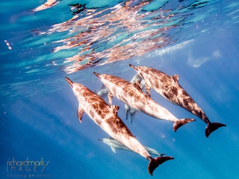 MauiProPhoto's tweet photo. MAUI'S PREMIER PROFESSIONAL PHOTOGRAPHER https://t.co/Au1drayWHb https://t.co/oesklZMrLz