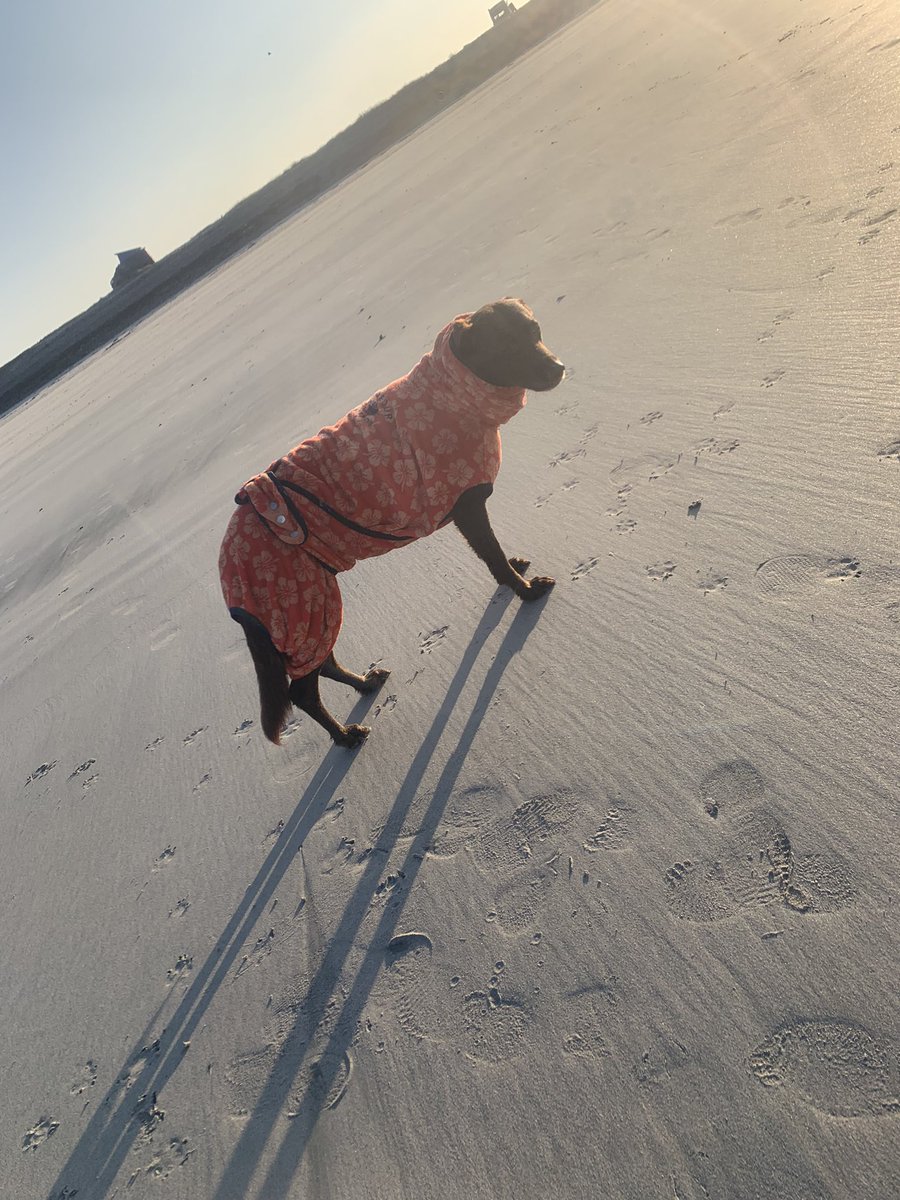 Post Water zoomies on Baleshare Beach #northuist #OuterHebrides #Scotland #hebrideanway #visitscotland <a href="/VisitScotland/">VisitScotland</a>