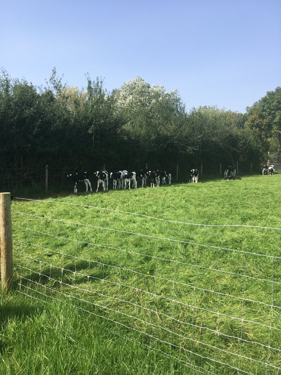 Great @GrassCheckGB Farm walk this week where Farmer Robert Mallet discussed his #grazingmanagement system & involvement in sulphur only #fertiliser trials as well as their block calving system, which allows for a sheltered outdoor #calf rearing area. #GrasscheckGB