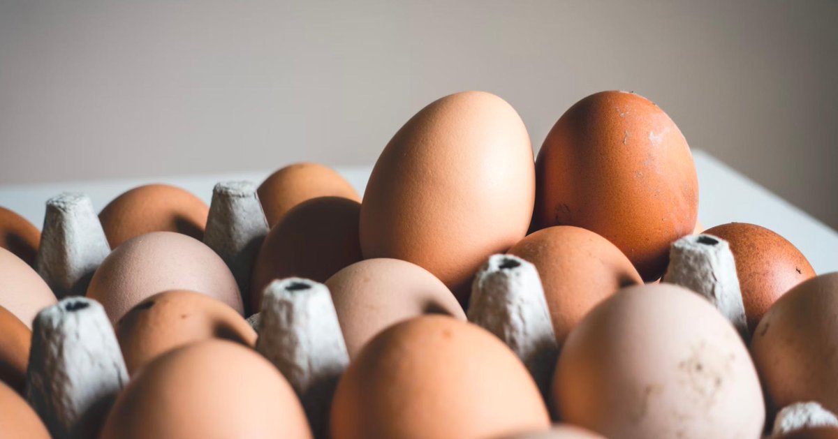 MothershipSG's tweet photo. S'pore to start importing chicken eggs from Turkey https://t.co/XvzilQziDA https://t.co/9Mz6eKS880