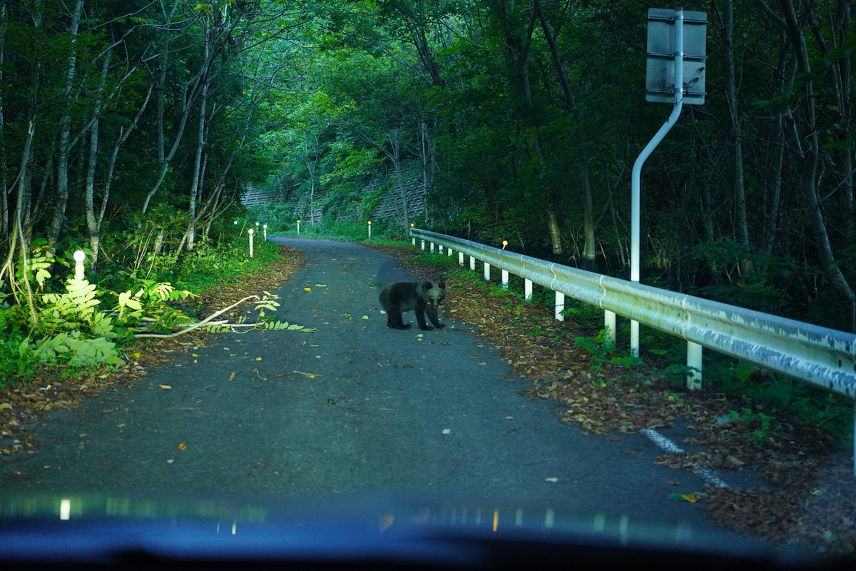 昨日、白神山地で熊に遇った🐻 #vanlife #車中泊 #旅写真
