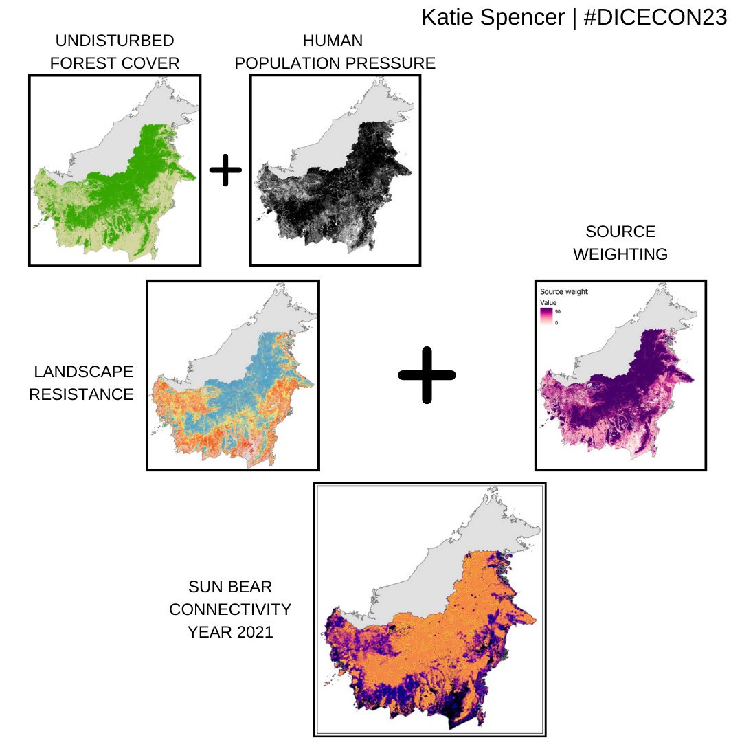 3/6 We used camera-trap data, occupancy models, expert opinion and deforestation projections to inform spatial layers for Circuitscape, to model sun bear connectivity from 2021 to 2050 🤯#DICECON23 #LandSea