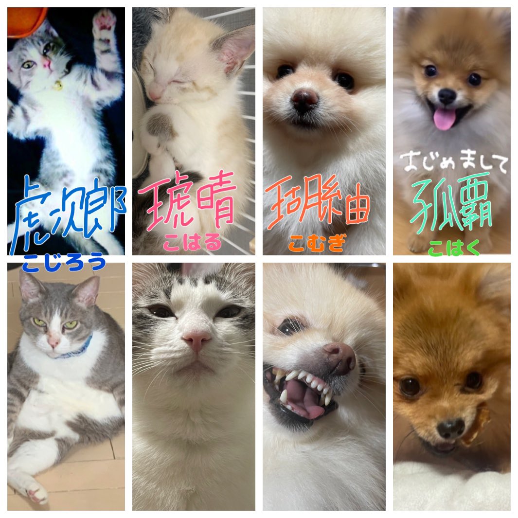 ma96963's tweet photo. 今日はオマールさん(@oma_poke)と結婚して2年目の記念日です🌸そして【階段のある家に住みたい】という小さい頃からの夢を叶えてもらいました🥺感謝🫶

成瀬心美ちゃん大好きで、クリープハイプのライブに行き、スワローズを応燕します🐧白猫もやる

これからも夫婦犬猫共々よろしくお願いいたします🙇‍♀️ https://t.co/abJy01zbTX