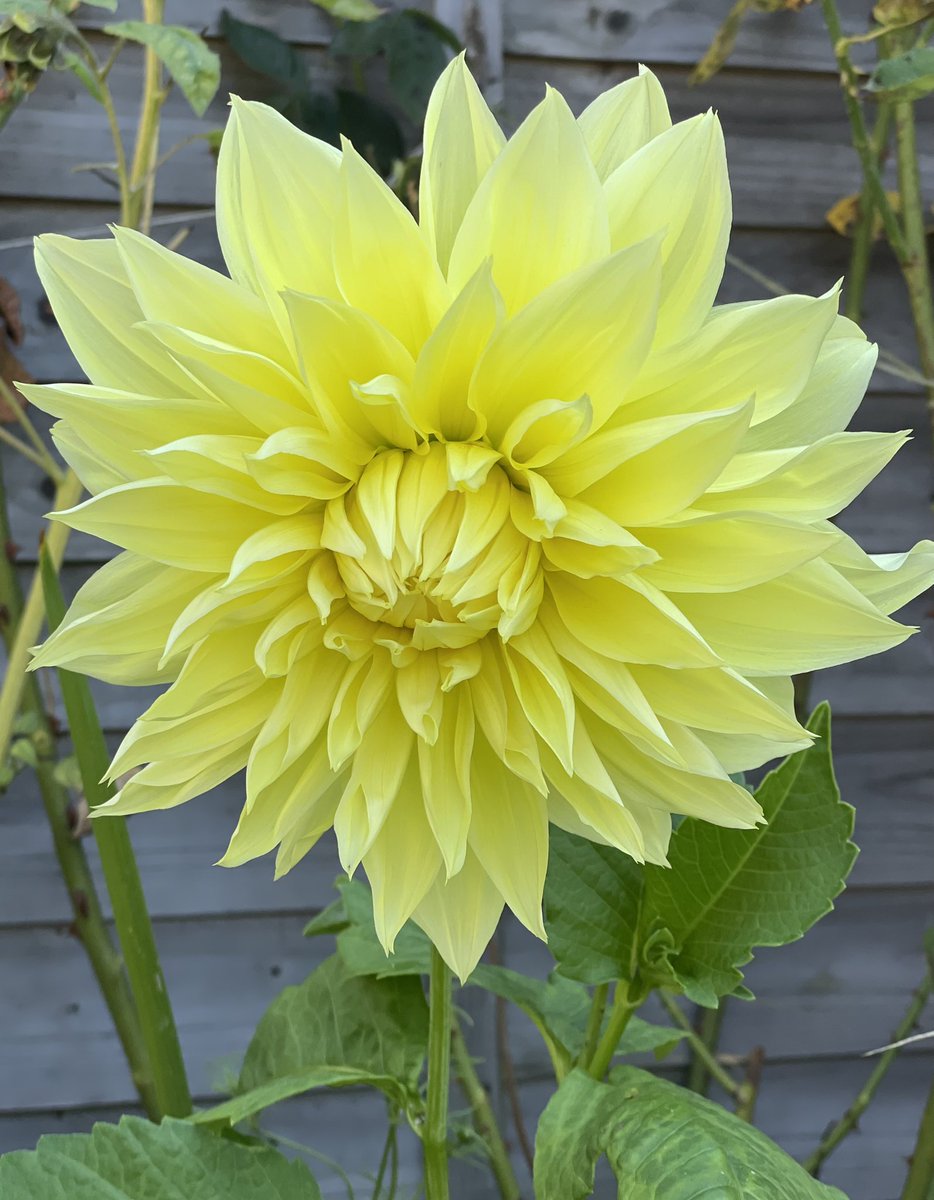 #DailyDahlia Morning, another lovely sunny start to the day 😎I’m so pleased I have another Kelvin Floodlight as I thought I had a problem with the tuber. Always loved this one 💛 have a great day all and enjoy. Hugs to those that need one & thinking of others 🤗 💛💛😍💛💛