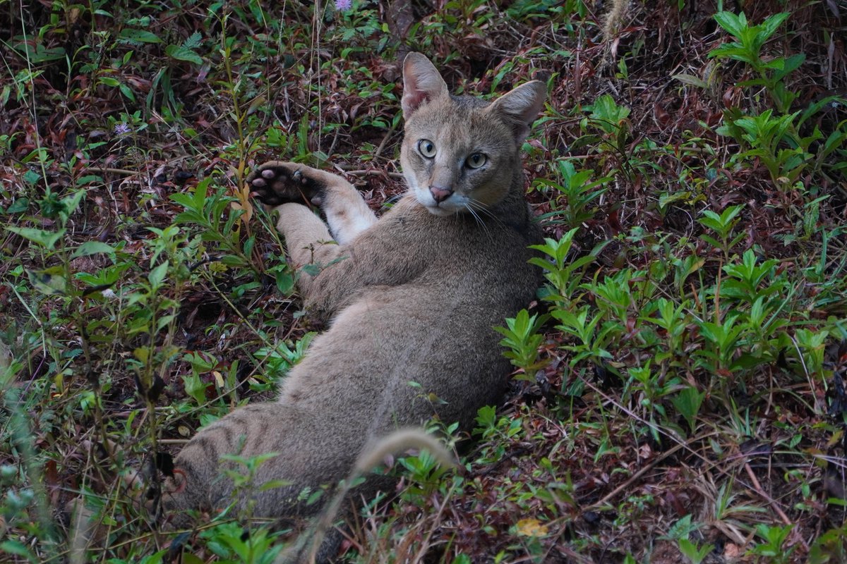Unitedfortigers's tweet photo. #DYK the Jungle Cat (Felis chaus) was first described based on a specimen caught from a Caucasian wetland in 1776 by Johann Anton Güldenstädt.
Read the descriptive account here -> https://t.co/tRIAcNu1JS
#Factualfridays #Smallwildcat #Felids
PC: Vengolis https://t.co/sDd5Oz9PUH