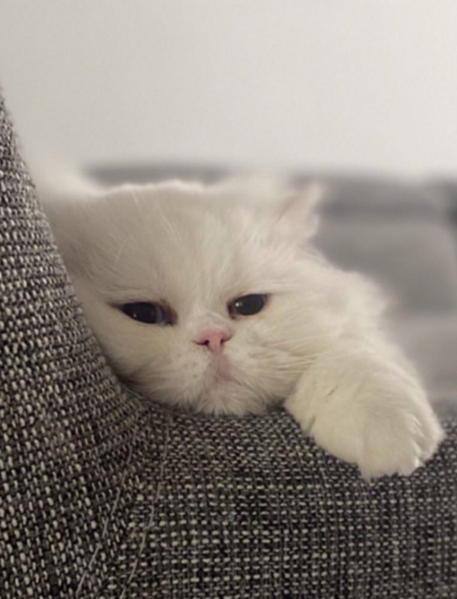 callmewolfiee's tweet photo. من:                                 بچم: https://t.co/StommcM1tT