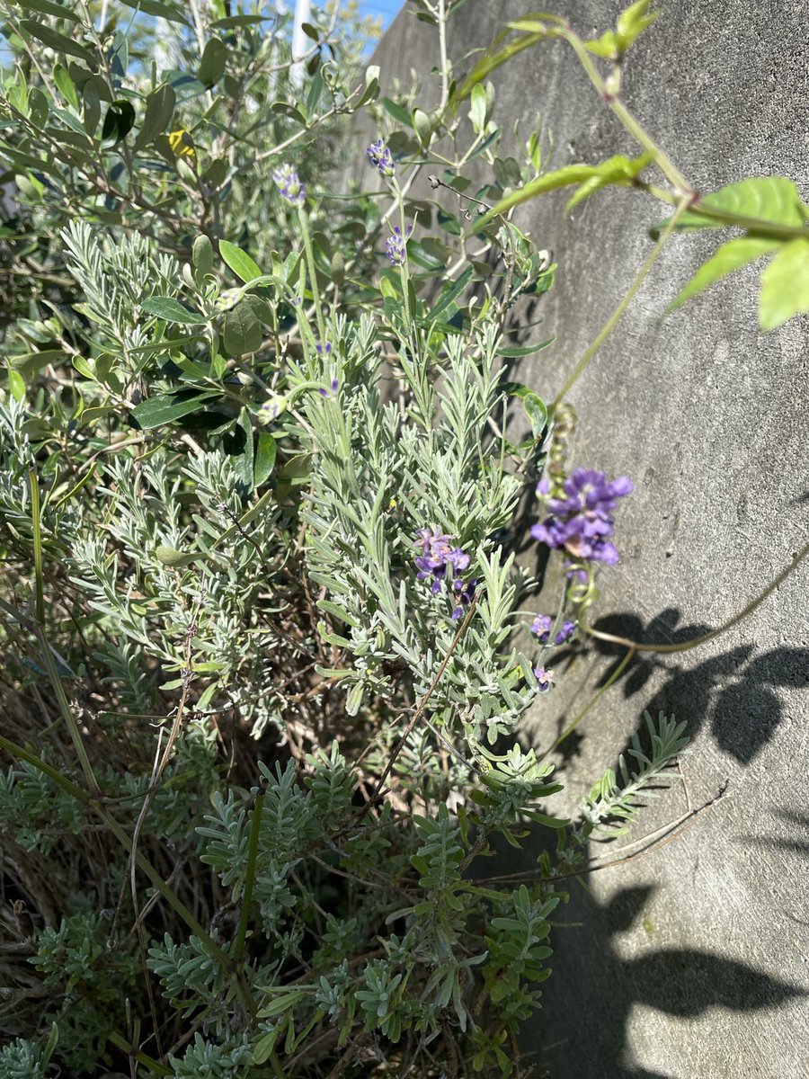 d0LUd93CUFEIYGE's tweet photo. 花壇の植物達ですが猛暑を乗り越え、ぐんぐん成長しております！
そろそろ肥料を撒きたいと思います😊
ラベンダーは花が咲き、ローズマリー、オリーブも鮮やかです✨✨

訪問介護課 支倉

https://t.co/t8laYYcmIu https://t.co/8xvUc1axyK